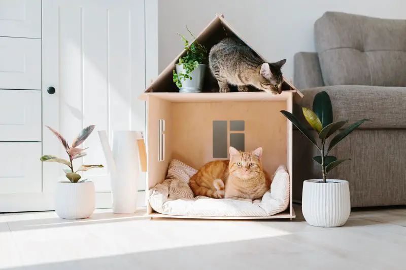 DIY House For Cats