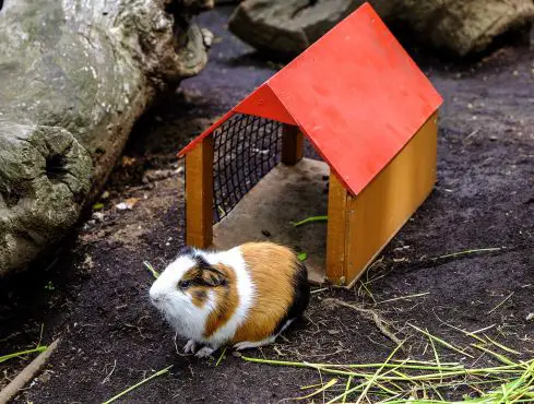 DIY House For Guinea Pig