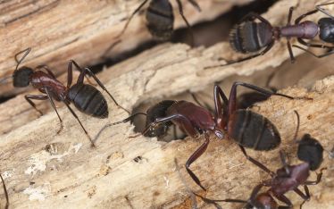 Killing Carpenter Ants Naturally Tips That Actually Work