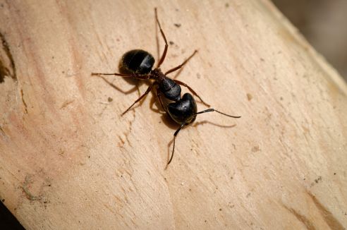 Killing Carpenter Ants Naturally Tips That Actually Work