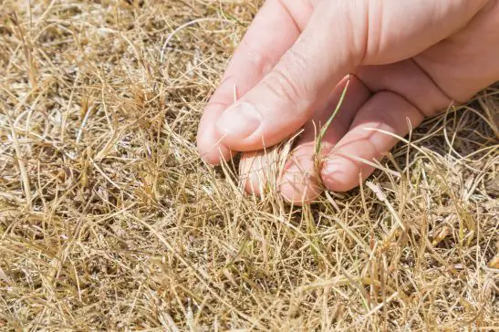 How to Bring Your Dry Lawn Back to Life